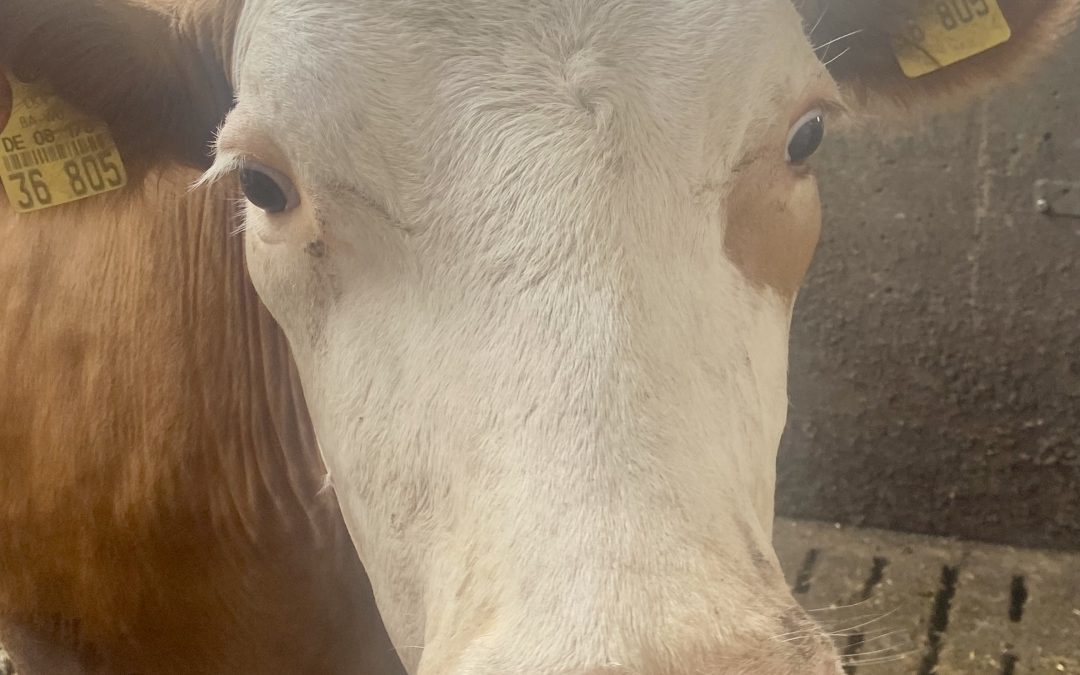 Exkursion zum Bauernhof nach Baustetten