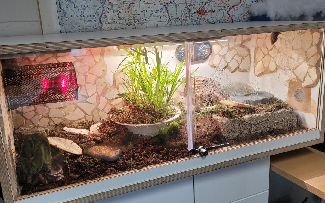 Die Achatschnecken an der FARS